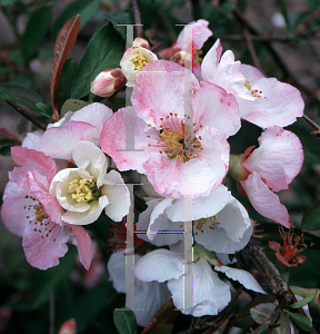 Picture of Chaenomeles speciosa 'Toyo-Nishiki'