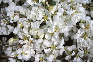 Picture of Chaenomeles speciosa 'Jet Trail'