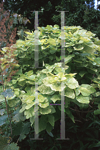 Picture of Catalpa speciosa 'Pulveralenta'