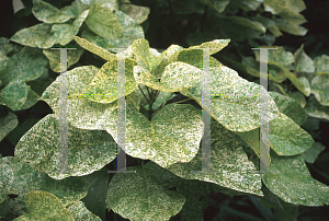 Picture of Catalpa speciosa 'Pulveralenta'