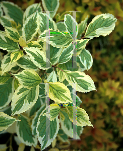 Picture of Cornus alba 'Siberica Variegata'