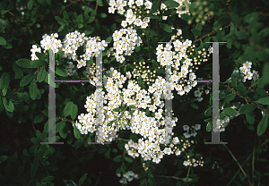 Picture of Spiraea slatchenfella 