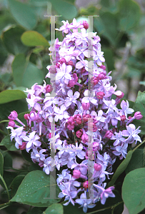 Picture of Syringa x hyacinthiflora 'Evangeline'