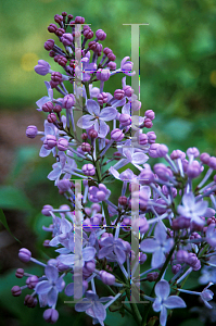 Picture of Syringa x hyacinthiflora 'Excel'