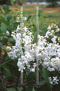 Picture of Syringa x hyacinthiflora 'Mt. Baker'