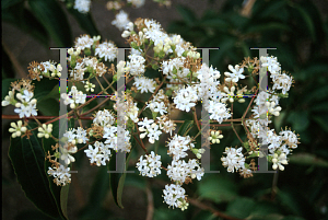 Picture of Heptacodium miconioides 