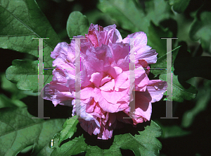 Picture of Hibiscus syriacus 'Buc de Brabant'