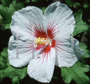 Picture of Hibiscus syriacus 'Dorothy Crane'