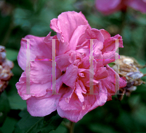 Picture of Hibiscus syriacus 'Roseus Plenus'