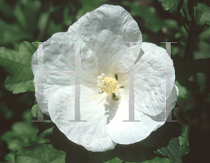 Picture of Hibiscus syriacus 'Williiam R. Smith'