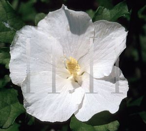 Picture of Hibiscus syriacus 'Totus Albus'