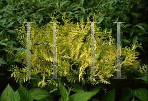 Picture of Chamaecyparis pisifera 'Vintage Gold'