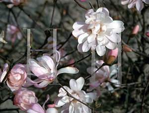 Picture of Magnolia stellata 'Waterlily'