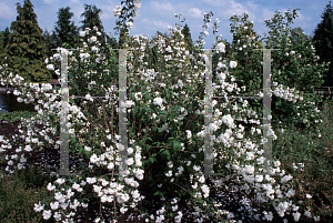 Picture of Philadelphus  'Scheesturm'