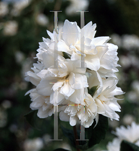 Picture of Philadelphus  'Scheesturm'