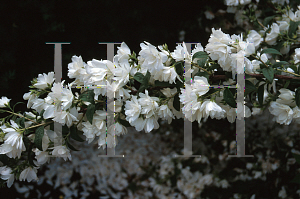 Picture of Philadelphus  'Snowbelle'