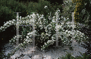 Picture of Philadelphus  'Snowbelle'