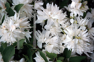 Picture of Philadelphus coronarius 'Buckley's Quill'