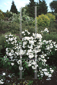 Picture of Philadelphus x lemoinei 