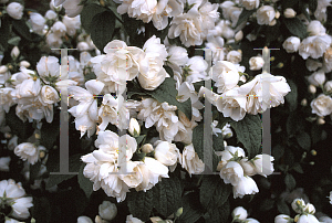 Picture of Philadelphus x lemoinei 