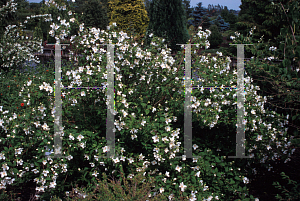 Picture of Philadelphus  'Belle Etoile'