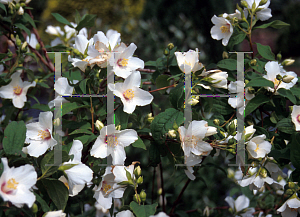 Picture of Philadelphus  'Belle Etoile'