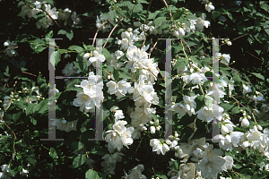 Picture of Philadelphus  'White Rock'