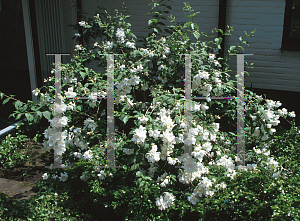 Picture of Philadelphus  'White Rock'