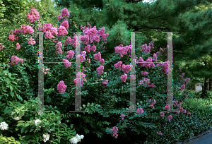 Picture of Lagerstroemia x 'Hopi'