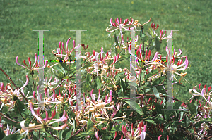 Picture of Lonicera periclymenum 'La Gasneria'