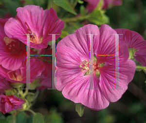 Picture of Lavatera thuringiaca 'Candy Floss'