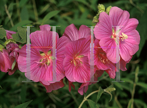 Picture of Lavatera thuringiaca 'Bredon Springs'