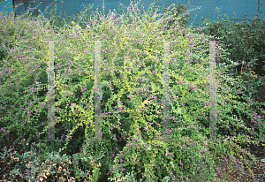 Picture of Lespedeza bicolor 'Summer Beauty'