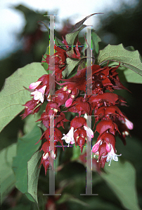 Picture of Leycesteria formosa 'Purple Rain'