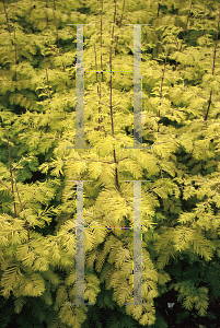 Picture of Metasequoia glyptostroboides 'Ogon (Gold Rush)'