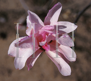 Picture of Magnolia x loebneri 'Leonard Messel'