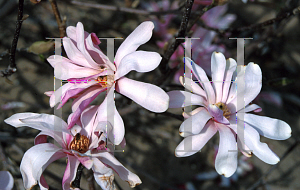 Picture of Magnolia x loebneri 'Leonard Messel'
