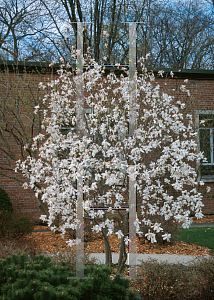 Picture of Magnolia stellata 