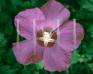 Picture of Hibiscus syriacus 'Woodbridge'