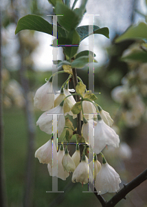 Picture of Halesia tetraptera 