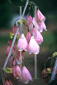 Picture of Halesia tetraptera 'Rosea'