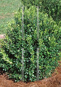 Picture of Ilex glabra 'Chamzin (Nordic)'