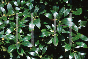 Picture of Ilex glabra 'Nigra'