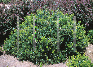 Picture of Ilex glabra 'Nigra'