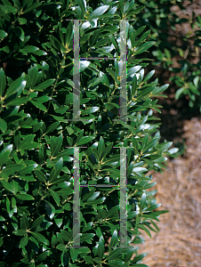 Picture of Ilex glabra 'Shamrock'
