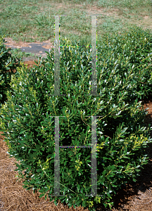 Picture of Ilex glabra 'Shamrock'