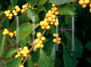 Picture of Ilex verticillata 'Chrysocarpa'