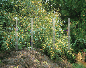 Picture of Ilex verticillata 'Chrysocarpa'