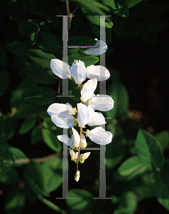 Picture of Indigofera decora 'Alba'