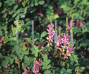 Picture of Indigofera pseudotinctoria 